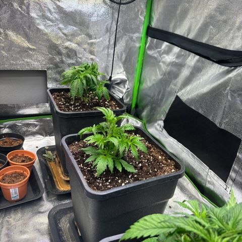 Fullgas growlog photo: Heute werde die bres entlaubt 