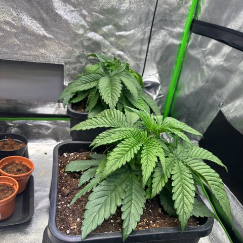 Fullgas growlog photo: Heute werde die bres entlaubt 