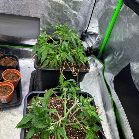Fullgas growlog photo: Danach 