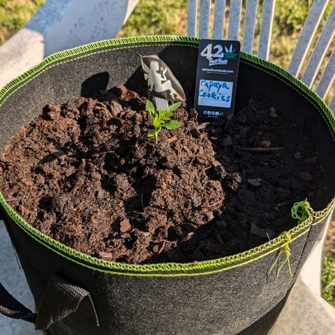 Papaya Cookies Auto  growlog timeline photo