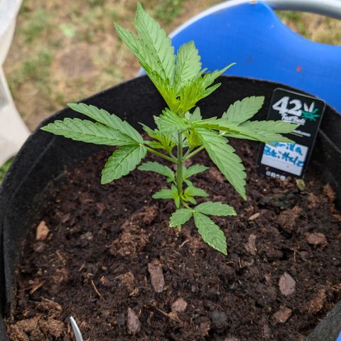 Gorilla Zkittlez Auto growlog timeline photo