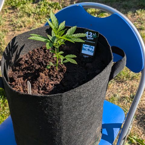 Gorilla Zkittlez Auto growlog timeline photo