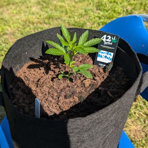 Gorilla Zkittlez Auto growlog timeline photo
