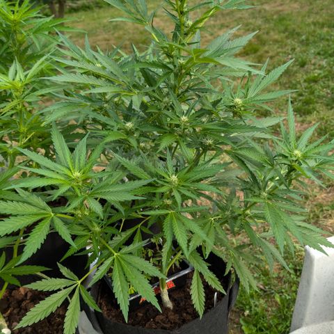Kawumm Gorilla Glue #4 growlog timeline photo
