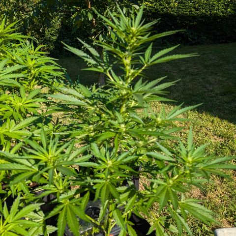 Kawumm Gorilla Glue #4 growlog timeline photo