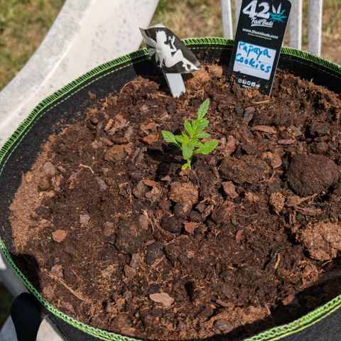 Papaya Cookies Auto  growlog timeline photo