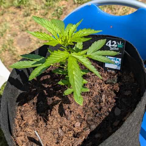 Gorilla Zkittlez Auto growlog timeline photo