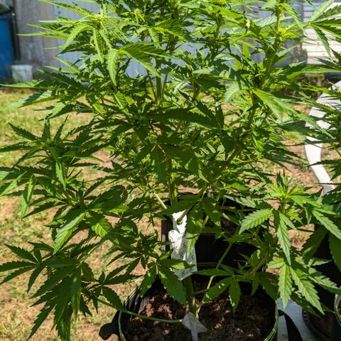Kawumm Do Si Dos  growlog timeline photo