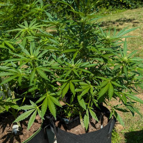Kawumm Gorilla Glue #4 growlog timeline photo