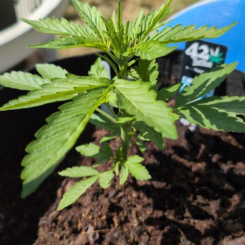 Gorilla Zkittlez Auto growlog timeline photo