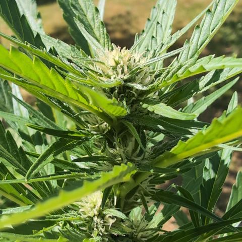 Kawumm Gorilla Glue #4 growlog timeline photo