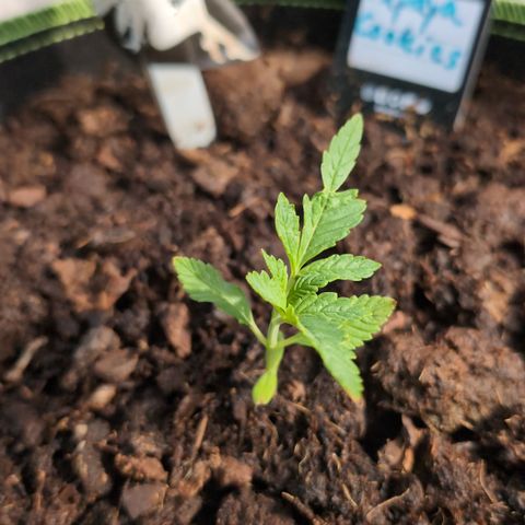 Papaya Cookies Auto  growlog timeline photo