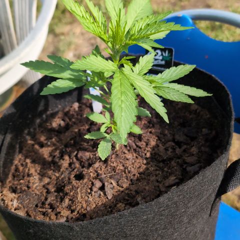 Gorilla Zkittlez Auto growlog timeline photo