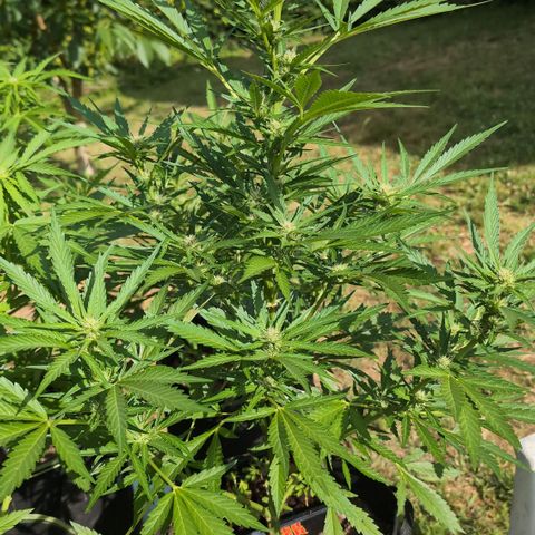 Kawumm Gorilla Glue #4 growlog timeline photo
