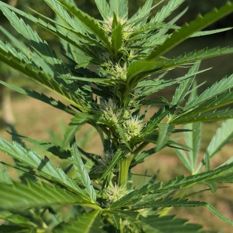 Kawumm Gorilla Glue #4 growlog timeline photo