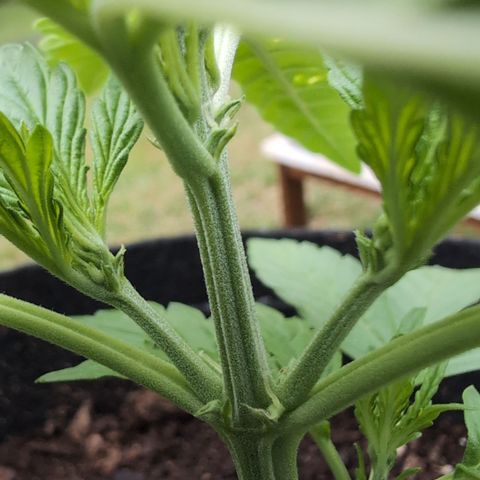 Gorilla Zkittlez Auto growlog photo: Erste Härchen 