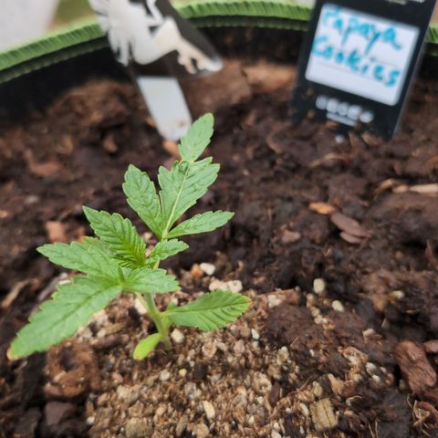 Papaya Cookies Auto  growlog timeline photo