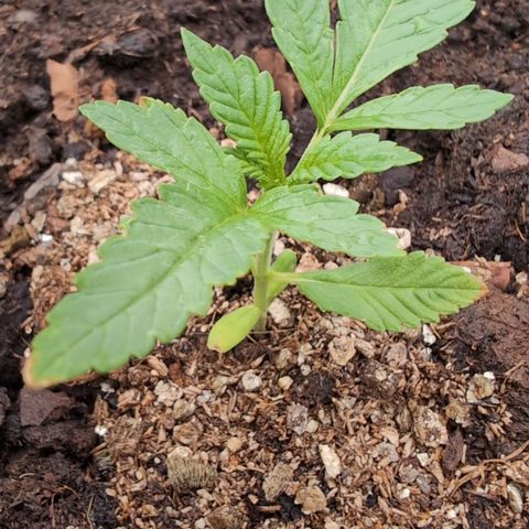 Papaya Cookies Auto  growlog timeline photo