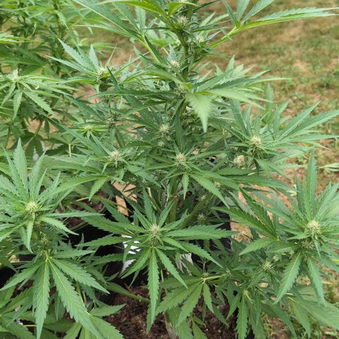 Kawumm Gorilla Glue #4 growlog timeline photo
