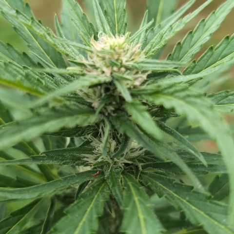 Kawumm Gorilla Glue #4 growlog timeline photo