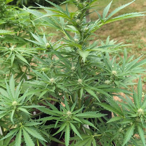 Kawumm Gorilla Glue #4 growlog timeline photo