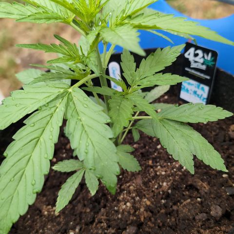 Gorilla Zkittlez Auto growlog timeline photo