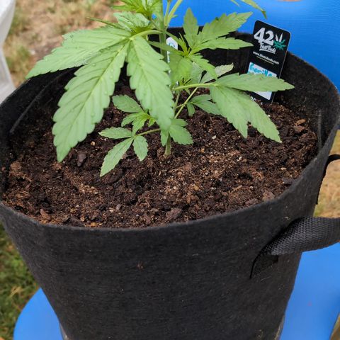 Gorilla Zkittlez Auto growlog timeline photo