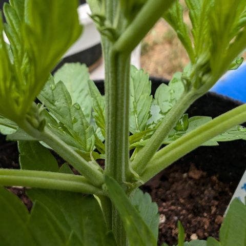 Gorilla Zkittlez Auto growlog timeline photo