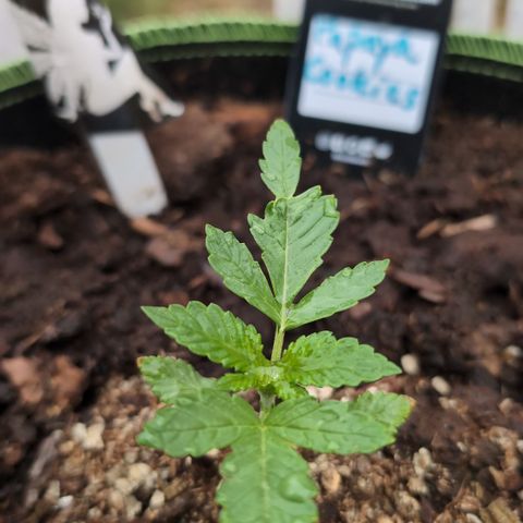Papaya Cookies Auto  growlog timeline photo