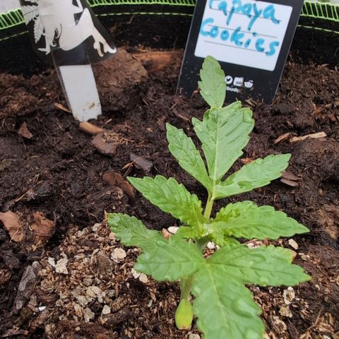Papaya Cookies Auto  growlog timeline photo