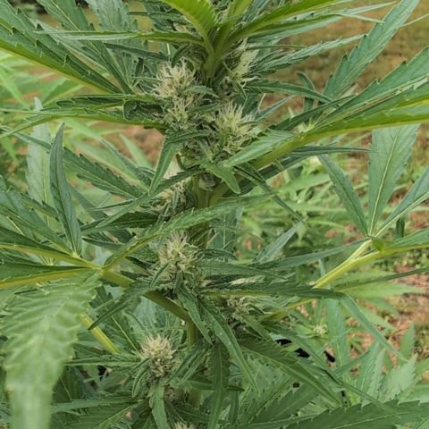 Kawumm Gorilla Glue #4 growlog timeline photo