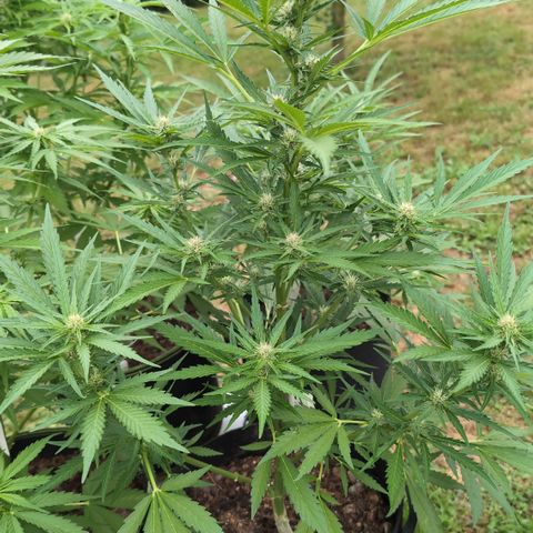 Kawumm Gorilla Glue #4 growlog timeline photo