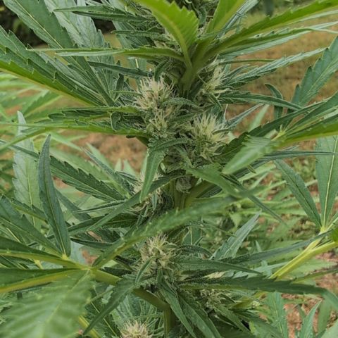 Kawumm Gorilla Glue #4 growlog timeline photo