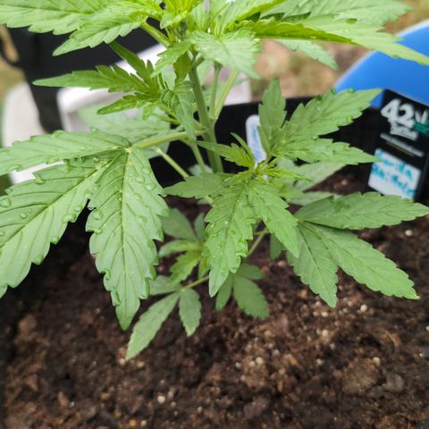 Gorilla Zkittlez Auto growlog timeline photo
