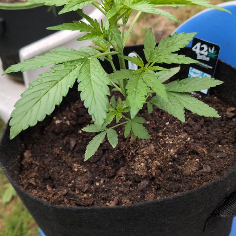 Gorilla Zkittlez Auto growlog timeline photo