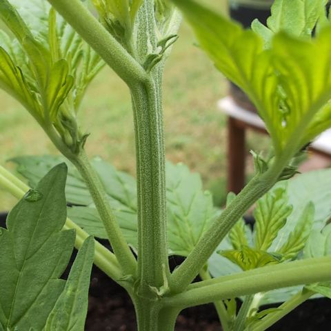 Gorilla Zkittlez Auto growlog timeline photo