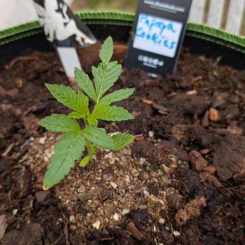 Papaya Cookies Auto  growlog timeline photo