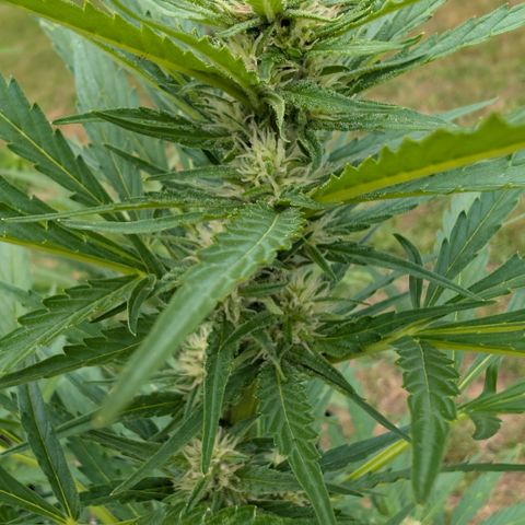 Kawumm Gorilla Glue #4 growlog timeline photo