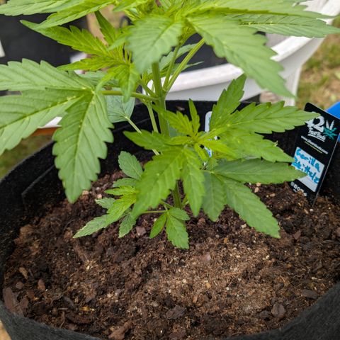Gorilla Zkittlez Auto growlog timeline photo
