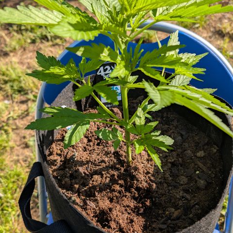 Gorilla Zkittlez Auto growlog timeline photo