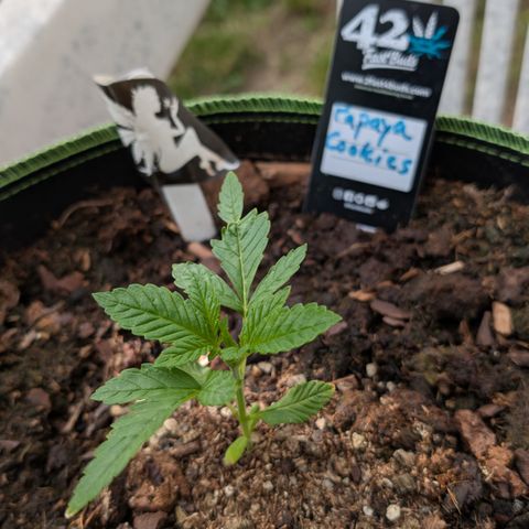 Papaya Cookies Auto  growlog timeline photo