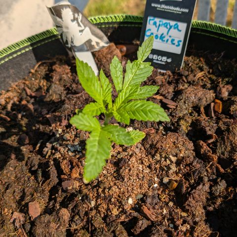 Papaya Cookies Auto  growlog timeline photo