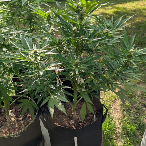 Kawumm Gorilla Glue #4 growlog timeline photo
