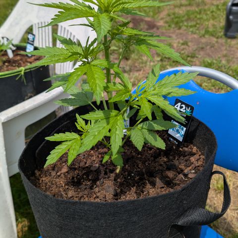 Gorilla Zkittlez Auto growlog timeline photo