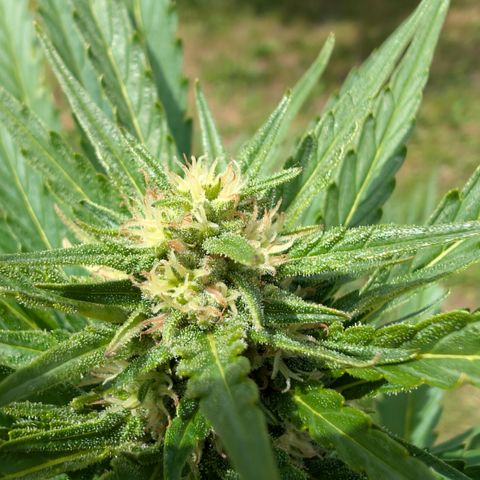 Kawumm Gorilla Glue #4 growlog timeline photo