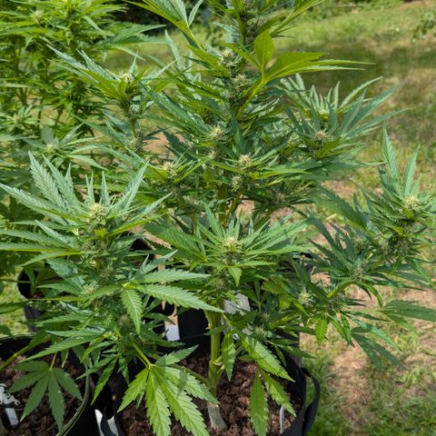 Kawumm Gorilla Glue #4 growlog timeline photo