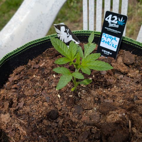 Papaya Cookies Auto  growlog timeline photo