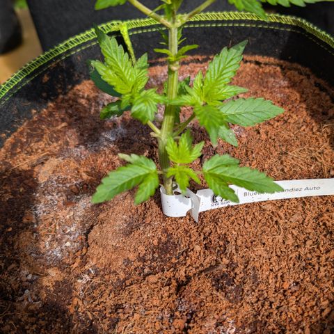 Blueberry Candiez growlog timeline photo