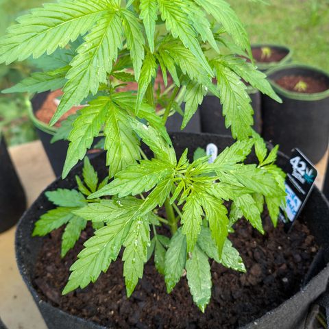 Gorilla Zkittlez Auto growlog timeline photo