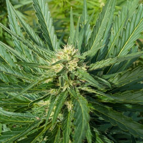 Kawumm Gorilla Glue #4 growlog timeline photo